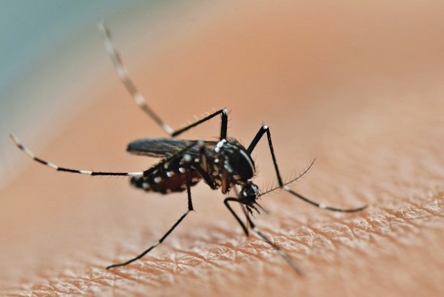 Apa Itu Zika Virus?